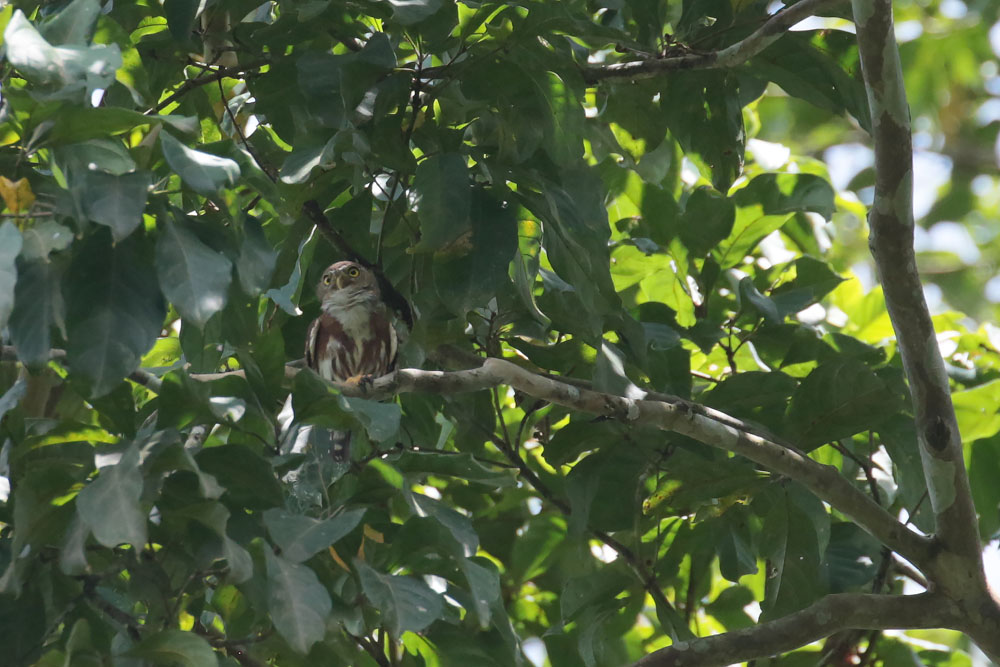 Central American Pygmy-Owl